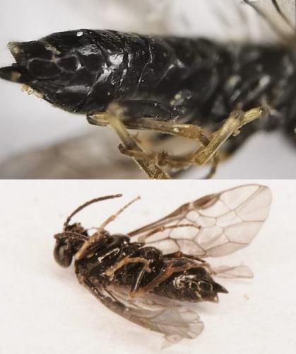 Blennocampinae
